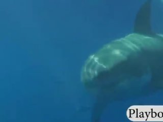 Magjepsës i shkëlqyer babes duke notuar me the shark dhe si snowboarding