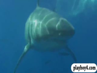 Koketní babes swam v shark klec a snowboarding polonahá