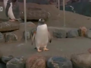 Stripling Bathing In Public Places Compilation