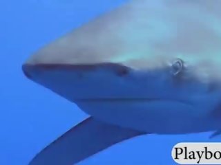 Okouzlující hotties swam s shark v the klec a snowboarding