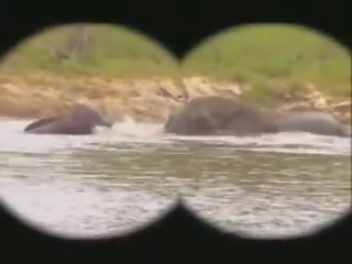 Park Kruger: Free Kruger Park xxx movie film fa