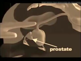 Cum pentru da o prostata masaj, gratis xxx masaj murdar film film