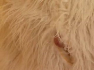 Ngimpi adult video