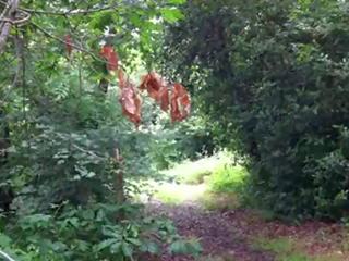A walk in the woods