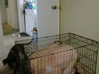 Put Doggy in Cage: Free Caged HD xxx clip clip 25