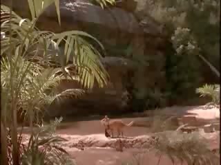 Raquel welch suso bouncing